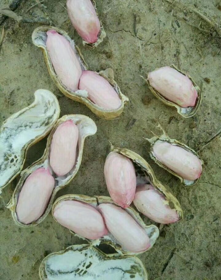 鲜花生  新鲜大果花生