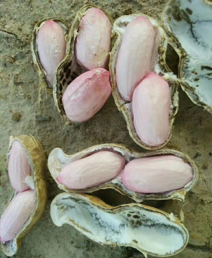 鲜花生  新鲜大果花生