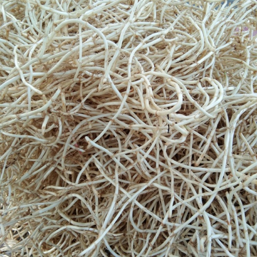 凤凰县鱼腥草根