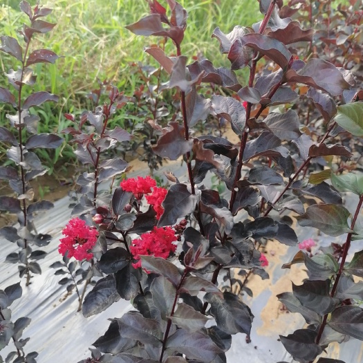 新野县 红花紫叶紫薇