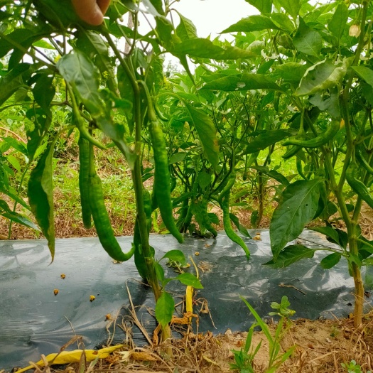 齐河县羊角椒 10～15厘米1