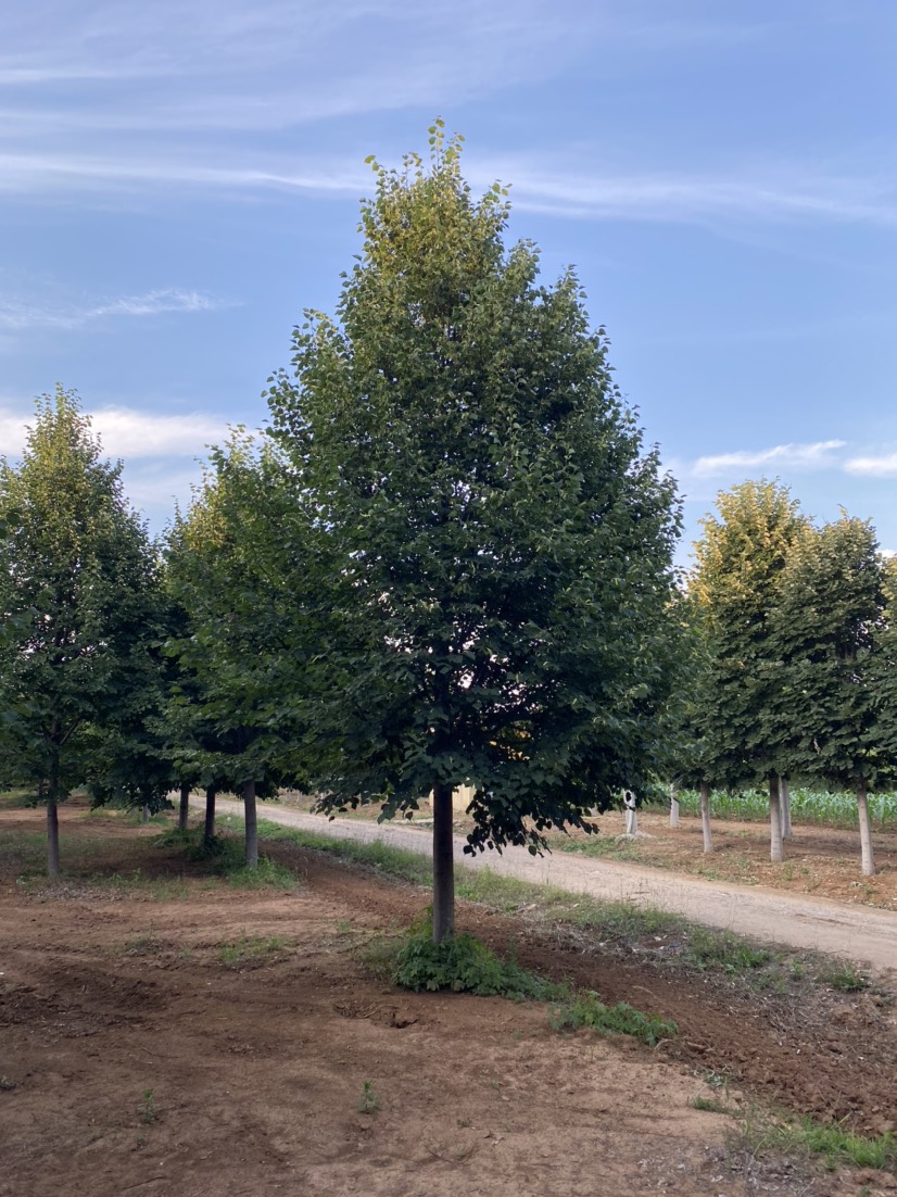 沈阳椴树 盛世绿源 欧洲小叶椴 12-18公分