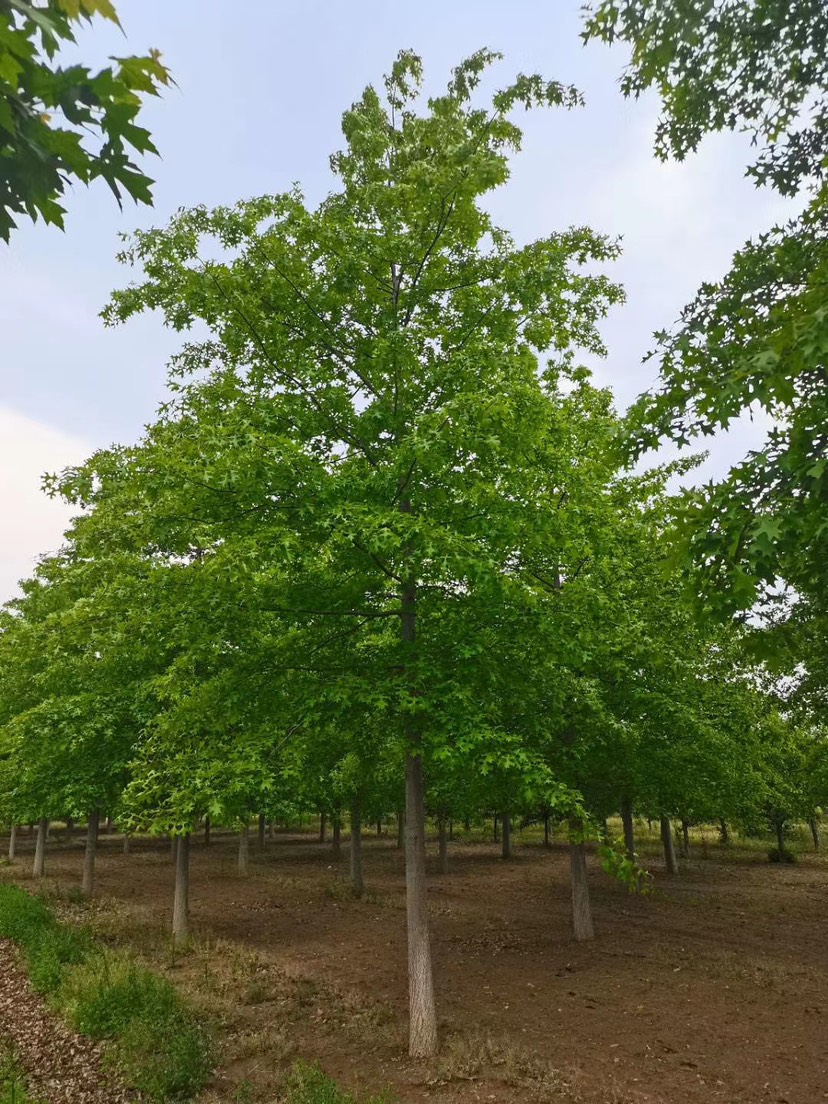 大连 盛世绿源 北美红栎10-20公分