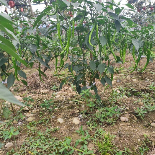 二荆条  大量有货，200亩，有需要的老板联系，后期三到四月大批量上市
