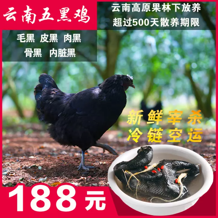  供应林下放养18个月以上五黑乌鸡