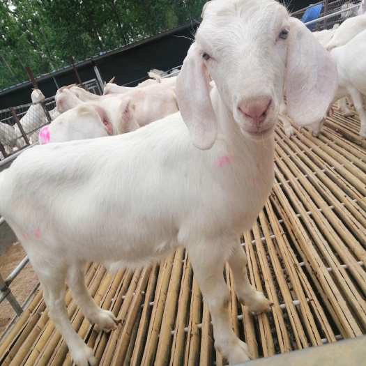 嘉祥县波尔山羊肉 美国白山羊，波尔山羊，小尾寒羊，