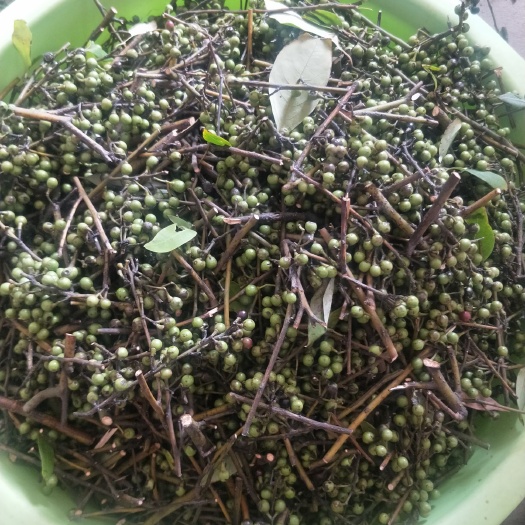 赣州 山胡椒