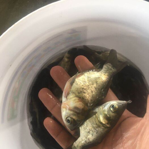 清远缩骨大头鱼苗 缩骨大头