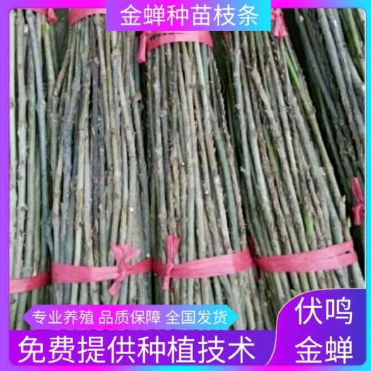 滨州蝉蛹  金蝉孵化条、金蝉幼苗、白蜡卵枝、金蝉种苗