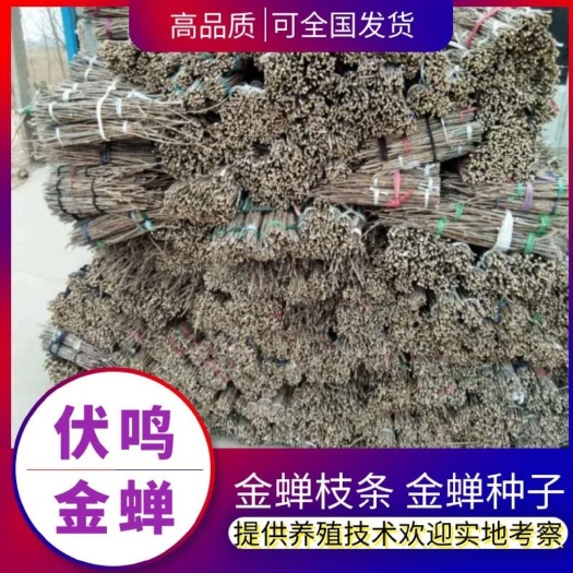 滨州蝉蛹  产地直销金蝉卵枝、金蝉幼苗、金蝉种苗、白蜡卵枝