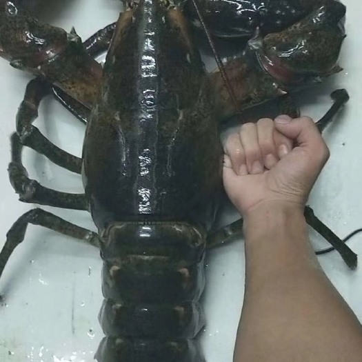 广州波士顿龙虾  1-2斤/只 人工饲养