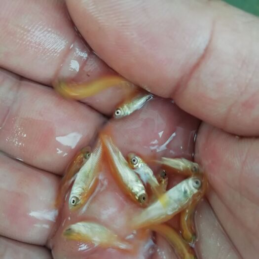 东莞市 金草鱼苗批发俄罗斯金草鱼苗 金草水花鱼苗塘头批发价格