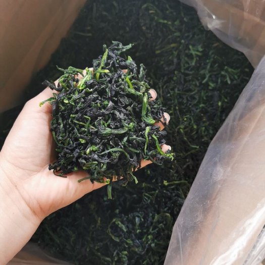 中牟县脱水万年青 精选精品万年青