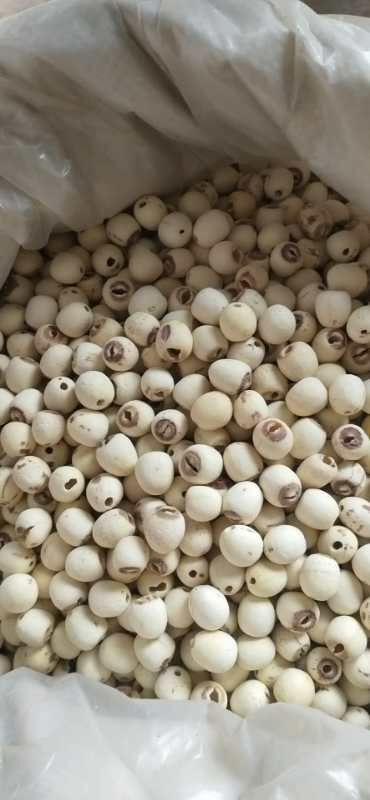 湘潭县湘莲 自己家种植，加工的红莲 白莲 碎片大量出售