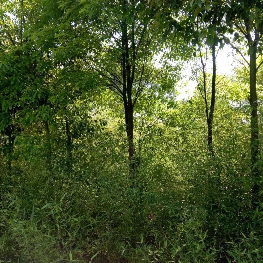 永兴县全冠香樟