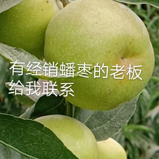 尉犁县冬枣 中国最好吃的枣在新疆，新疆最好吃的枣在我这儿