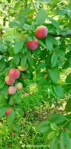 三门峡黑布林  红宝石黑宝石大量上市价格美丽都是几毛钱