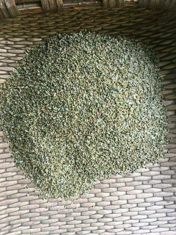 天南星种子 家种天南星籽，籽粒泡满