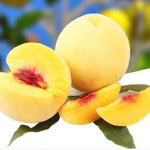 炎陵县 炎陵黄桃，新果上市