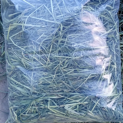 岷县 20年优质猫尾草干草，宠物们的最爱