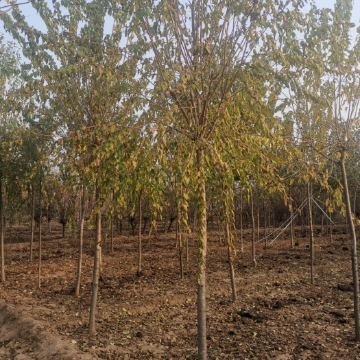 定州市 高杆暴马丁香，高杆卫矛球，文冠果，竹子