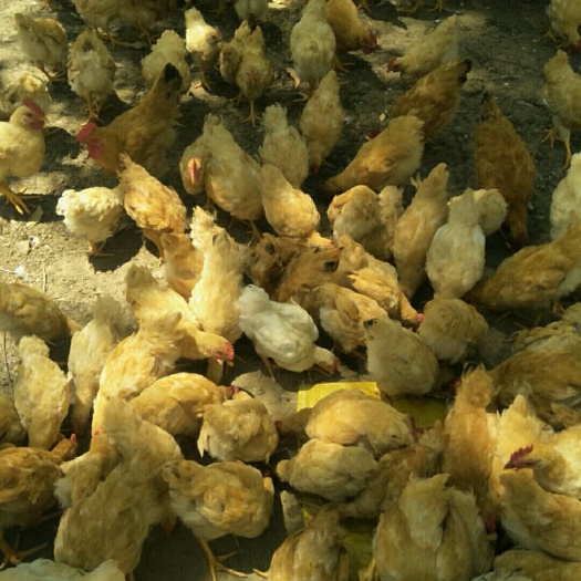 来宾k9肉鸡苗882 统货