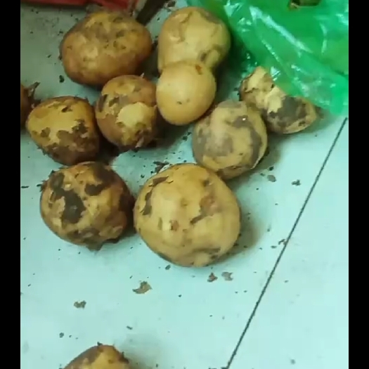 公主岭市 当地.扣膜.早土豆尤金885要的联系