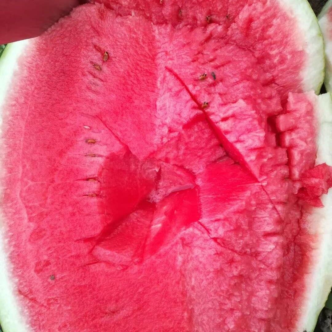 红瓤西瓜的作品图片