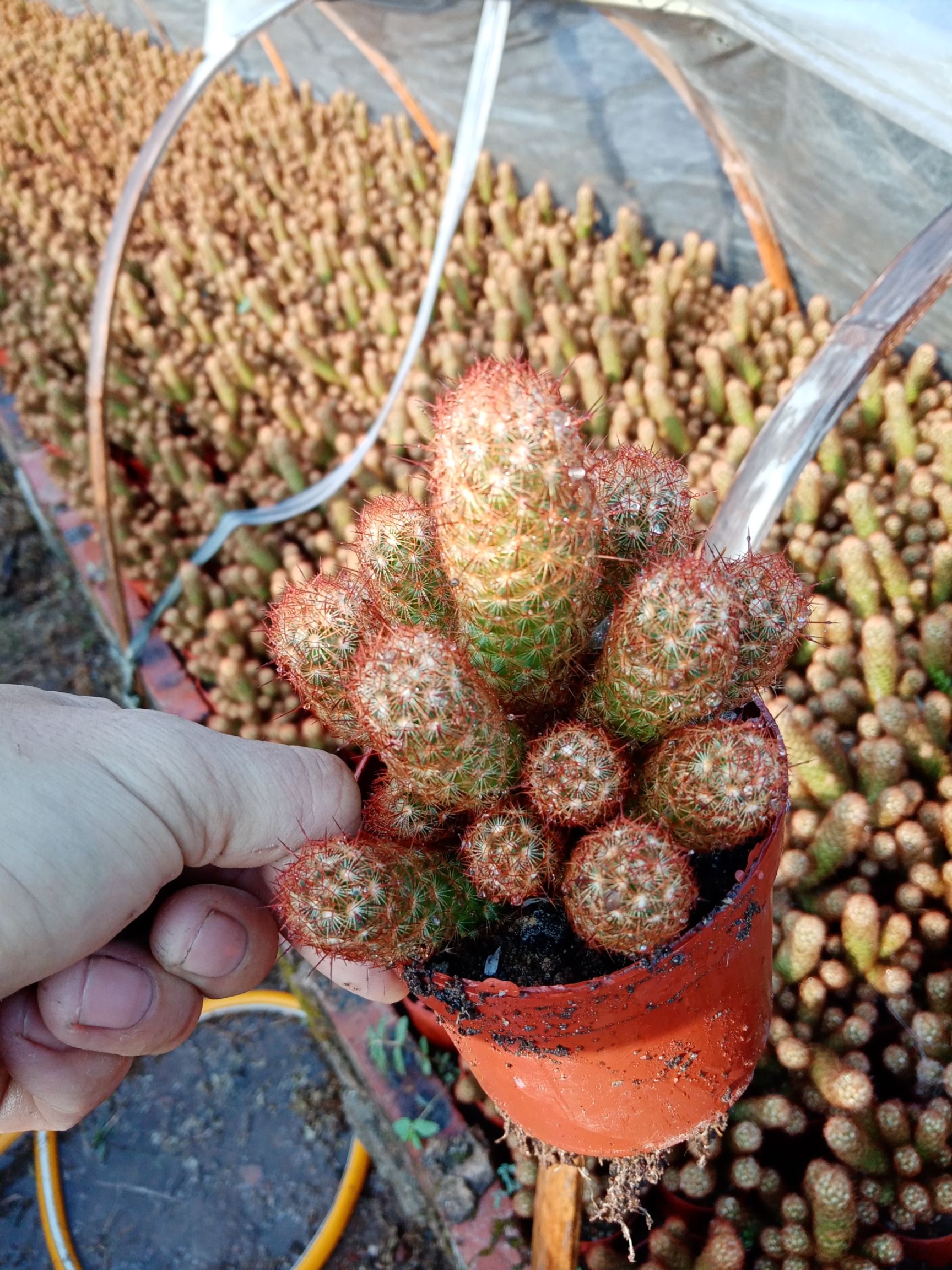 金手指基地直发