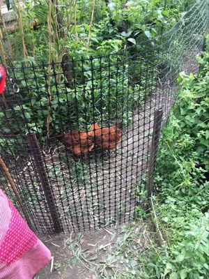 塑料围栏网  塑料养殖网鸡鸭鹅漏粪网围栏网防护网大棚防雨水网