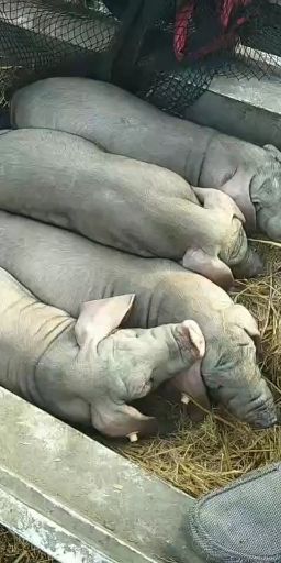连云港太湖母猪作种 高产母猪