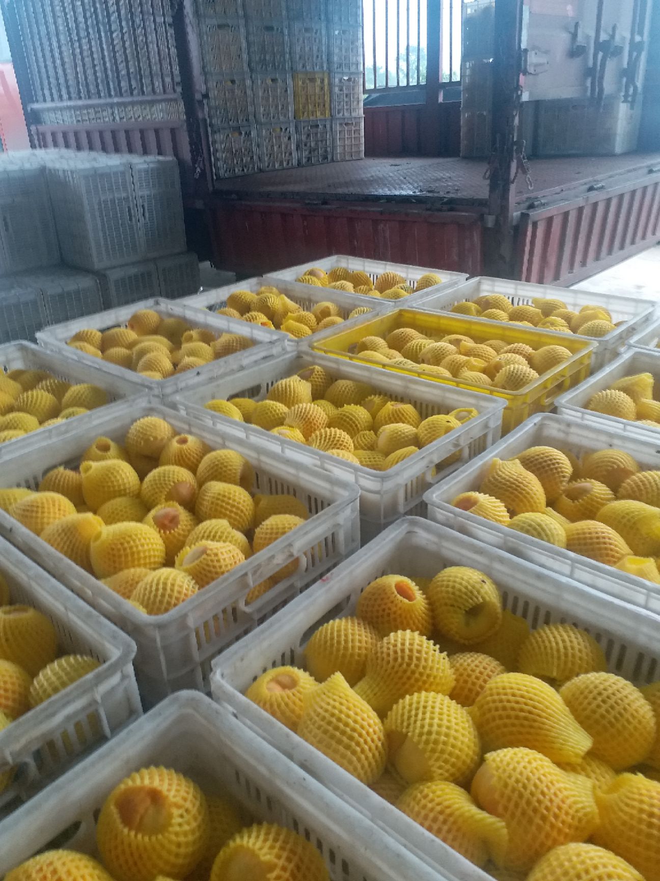 湖北枣阳，盛产各种油桃毛桃，黄桃已上市，欢迎老板们咨询订购
