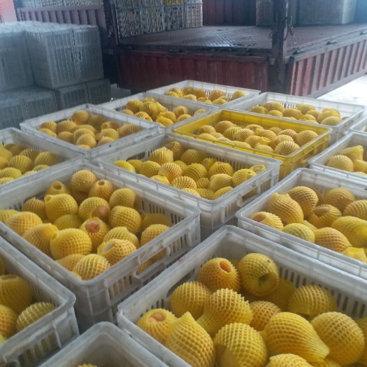 枣阳市 湖北枣阳，盛产各种油桃毛桃，黄桃已上市，欢迎老板们咨询订购
