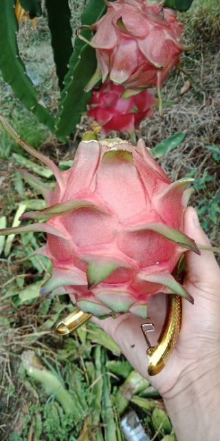 勐海县 红心火龙果