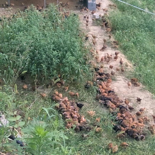 旬阳市 优质良凤鸡苗