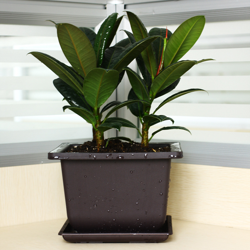 花盆 仿紫砂 多肉 正方形长方形塑料 小盆栽小盆景种植