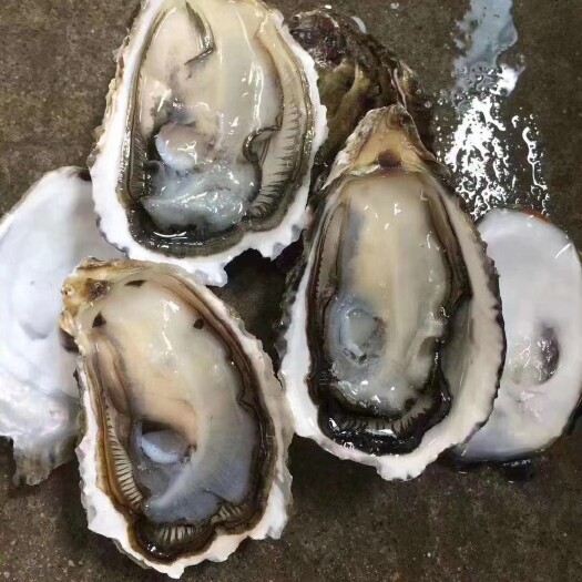 饶平县广东生蚝鲜活汫洲蚝肉烧烤蚝特大牡蛎海鲜水产高压锅蚝头汫洲