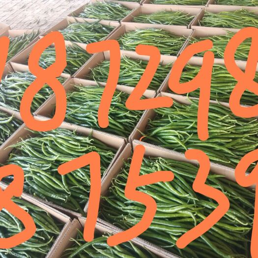 定边县辣椒 质量好，面积大，品种多，耐运输，持续时间长