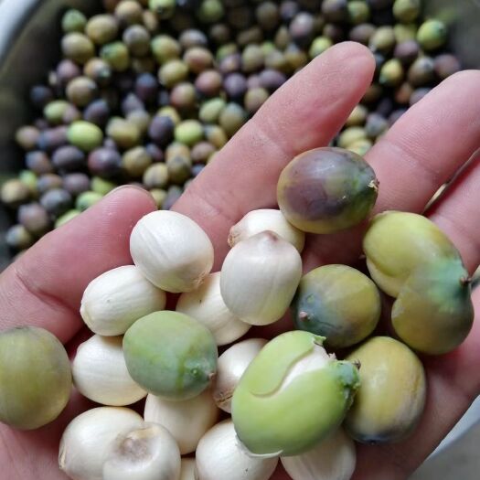 湘潭县 湘潭麻莲子莲子