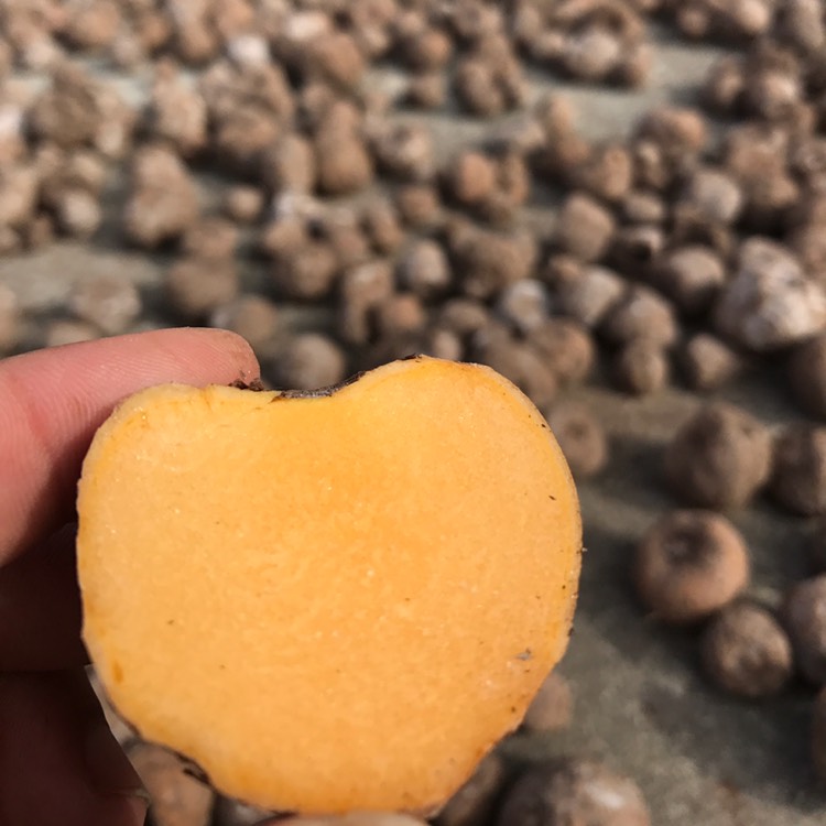 瑞丽市药用魔芋 泰国纯种珠芽黄叶面果