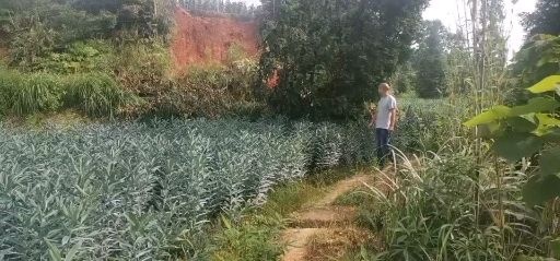 芷江县 出售优质龙牙百合种球，一代，二代