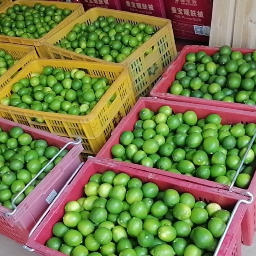 博罗县 无籽靑柠檬