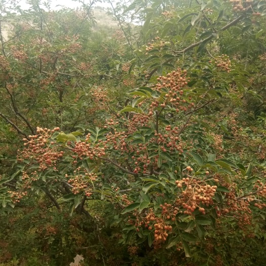 淄博麻椒  鲁中山区纯有机调味品，不用任何化学药品上色，请放心选