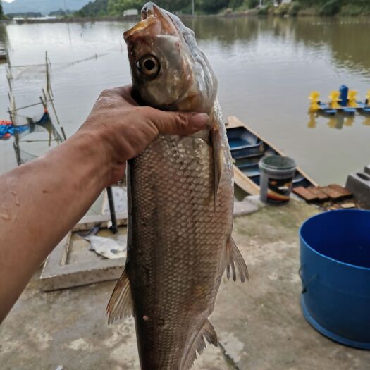 赤壁市翘嘴红鲌 人工养殖 鲜活水产