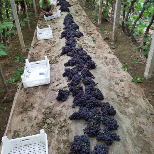 乐亭县 玫瑰香葡萄大量上市