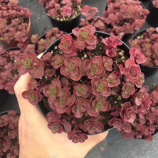 昆明 优惠小球玫瑰群多肉植物好看小球玫瑰群