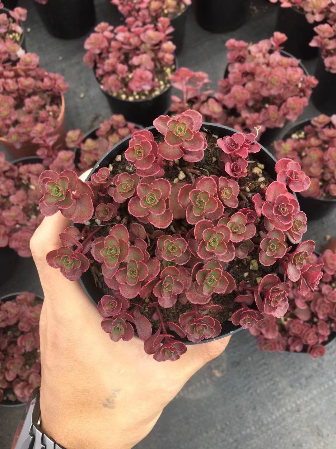  优惠小球玫瑰群多肉植物好看小球玫瑰群