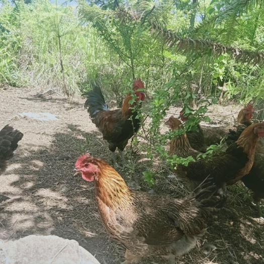 安顺青脚土鸡苗 正宗贵州林下跑山土鸡