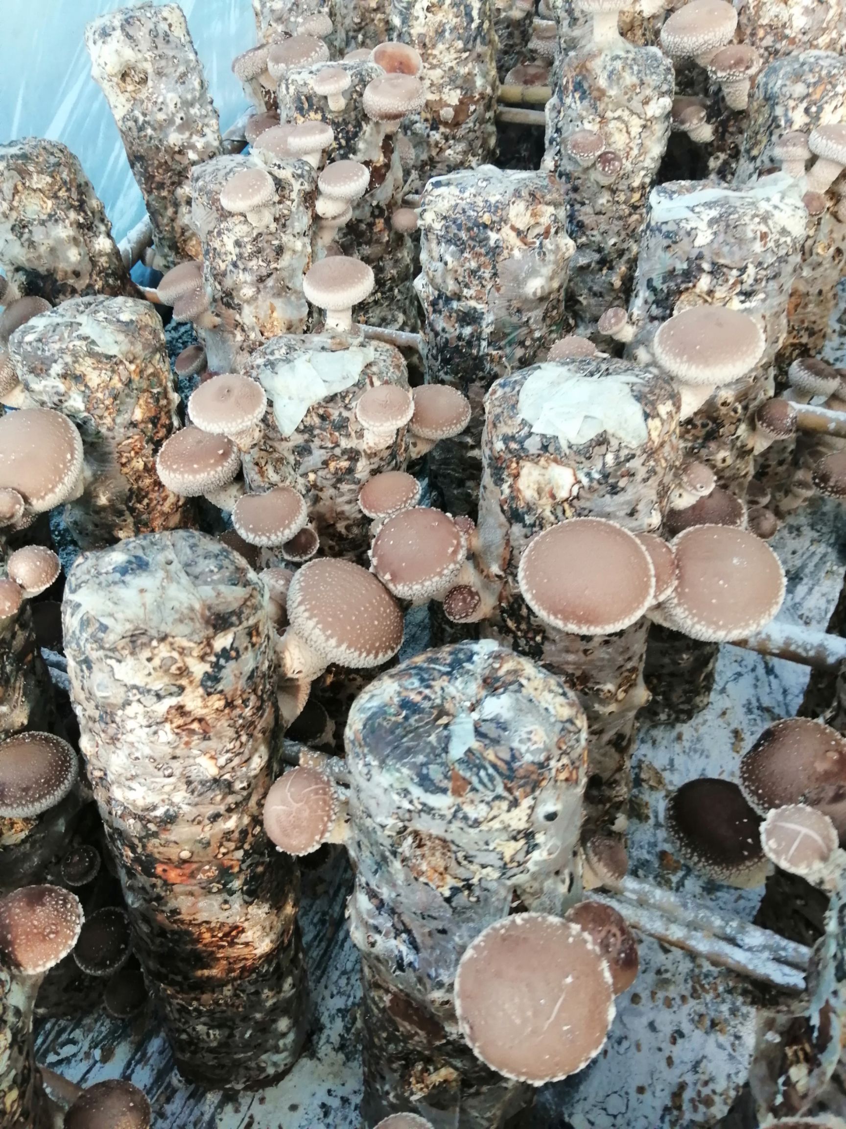 香菇 夏菇 高山种植  菇质好 入伏天出菇  7月到11月供货