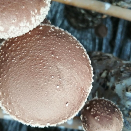 香菇 夏菇 高山种植  菇质好 入伏天出菇  7月到11月供货